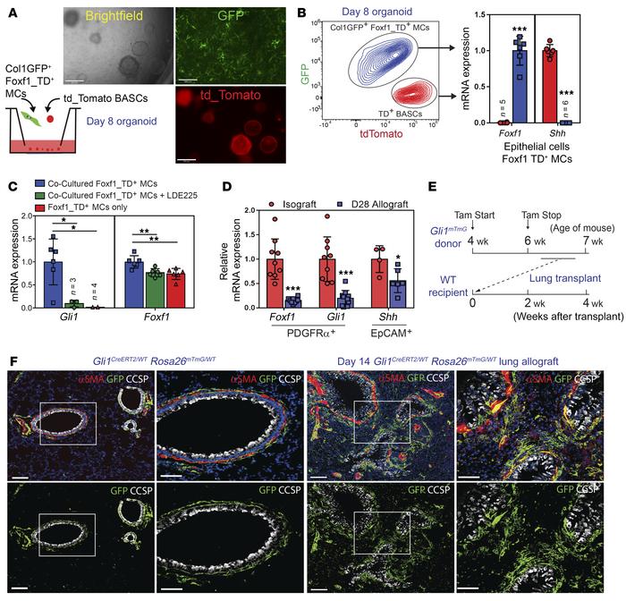 FOXF1 and Gli1 expression and expansion of Gli1+ MCs in an orthotopic mo...