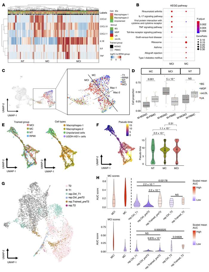 Subgroups of trained cells reveal diverse trained-immunity phenotypes.
(...