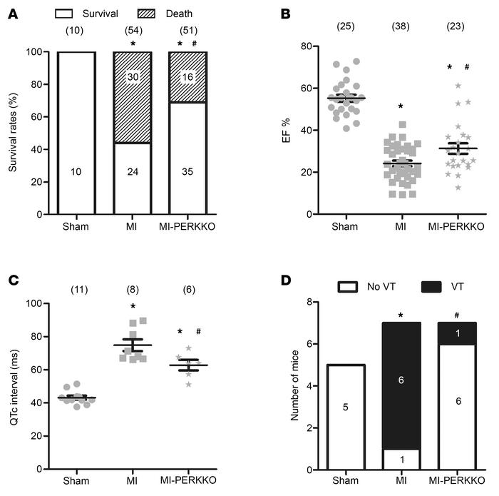 Genetic inhibition of PERK improved survival, EF percentage, QTc interva...
