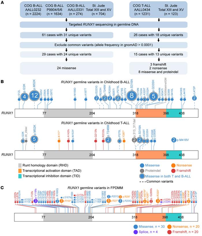 Germline RUNX1 variants in childhood B- and T-ALL.
(A) CONSORT diagram o...
