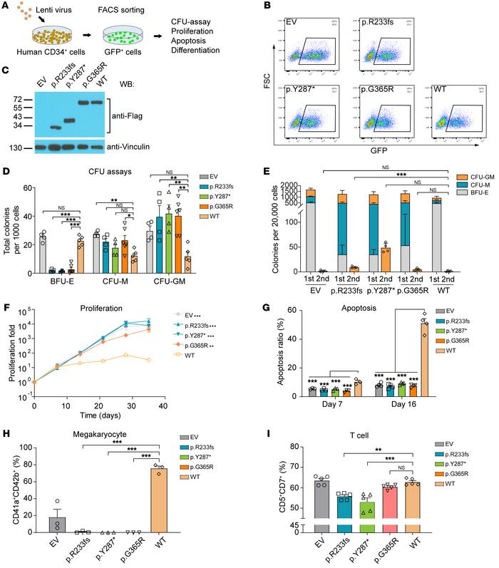 
RUNX1 variants affect in vitro differentiation of human cord blood CD34...