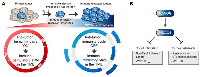Model depicting the role of the NANOG/HDAC1 axis in resistance to anti–P...