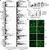 Parasite infection does not alter the autoreactive specificity profile or I