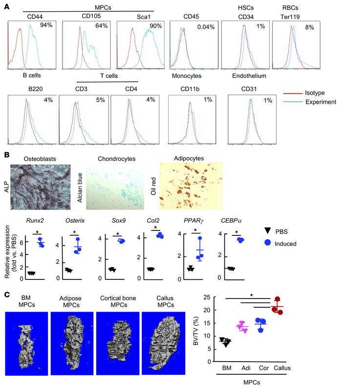 Callus-derived cells have properties of MPCs.
Callus cells were isolated...