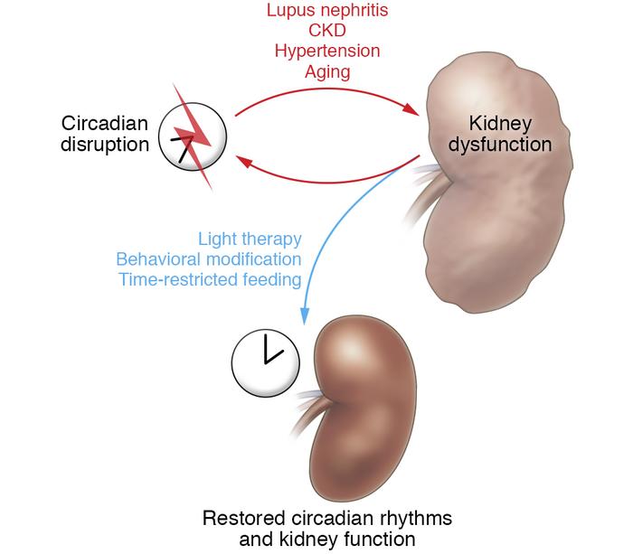 Proposed reciprocal relationship between circadian disruption and kidney...