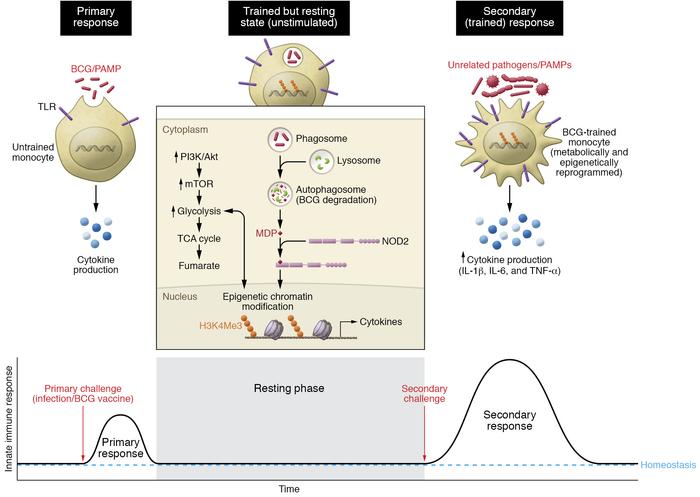 Epigenetic modifications and trained immunity.
Schematic diagram depicti...