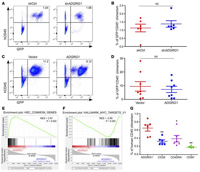 ADGRG1 enriches for HSC activity but is not involved in the regulation o...