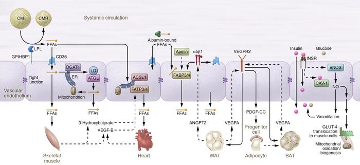 Schematic overview of endothelial microvasculature in fatty acid uptake ...