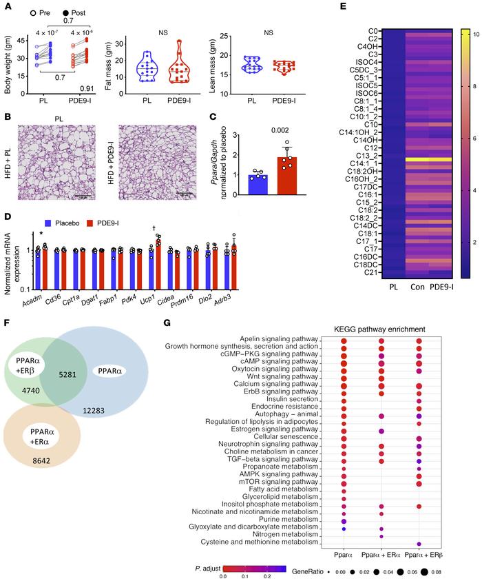 PDE9-I does not impact body weight, fat, or PPARα downstream signaling i...