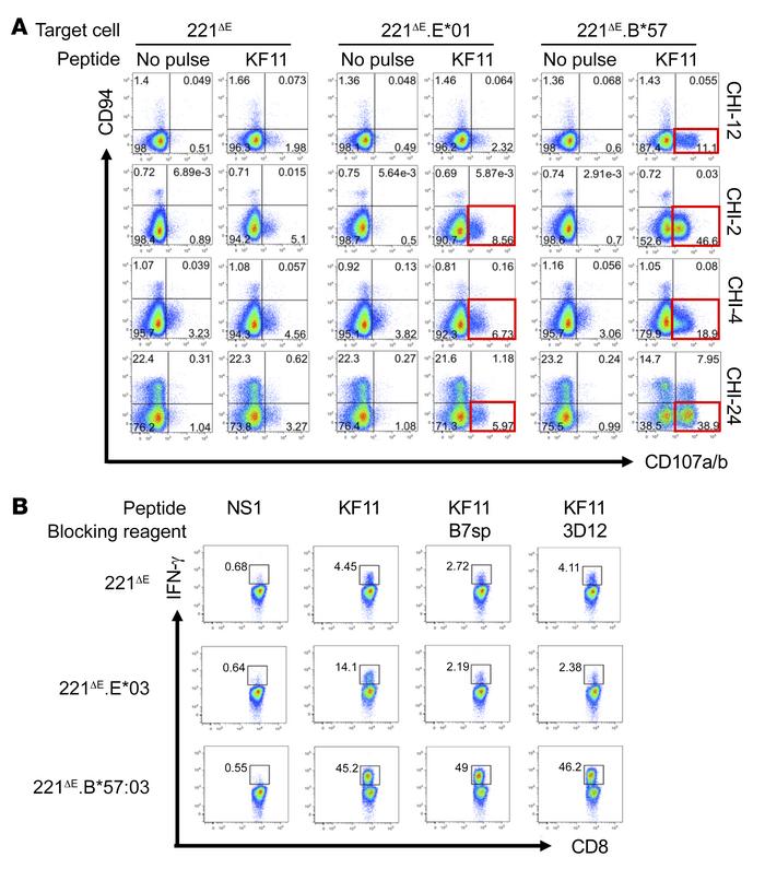 Recognition of KF11 in the context of HLA-E*01 by non-NK/NKT CD8+ T cell...