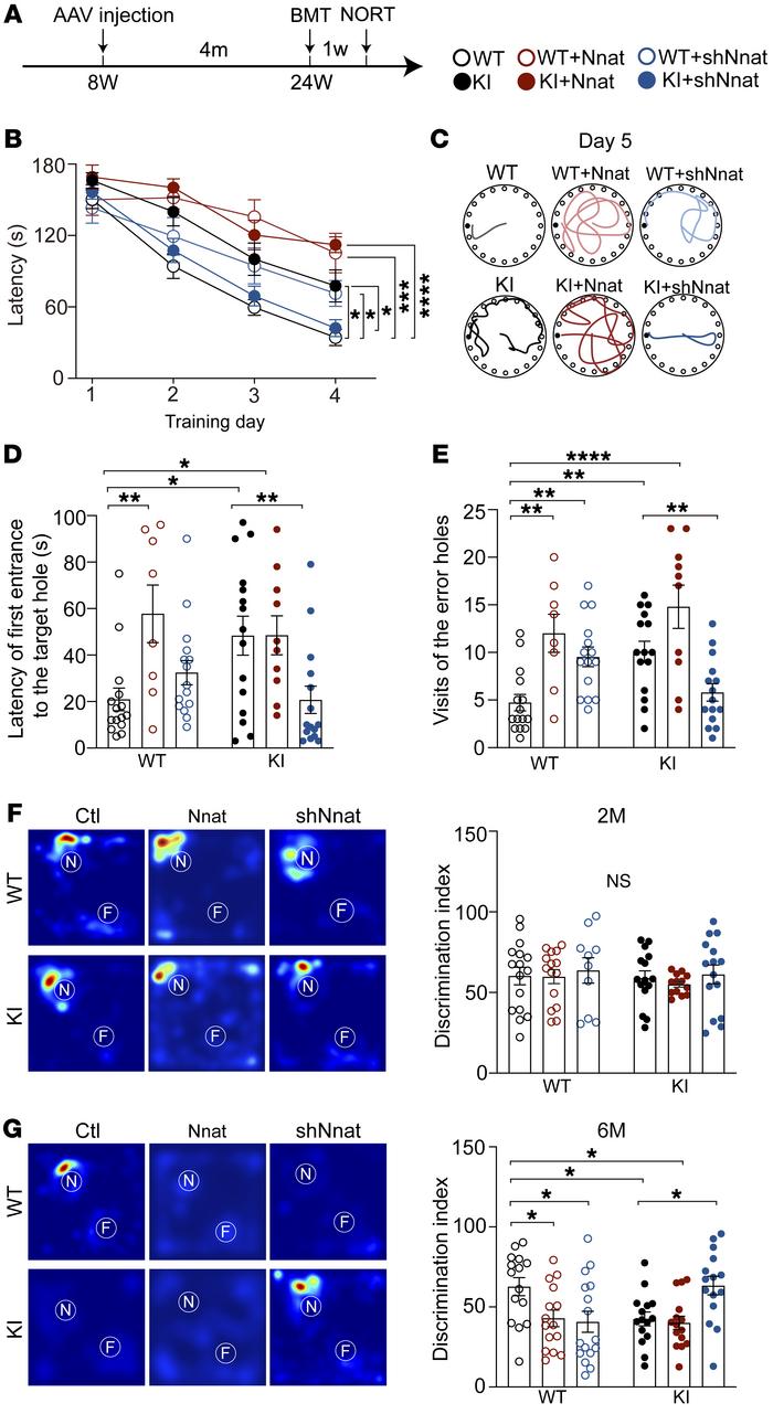 Inhibition of Nnat rescues behavioral deficits in spatial and object cog...