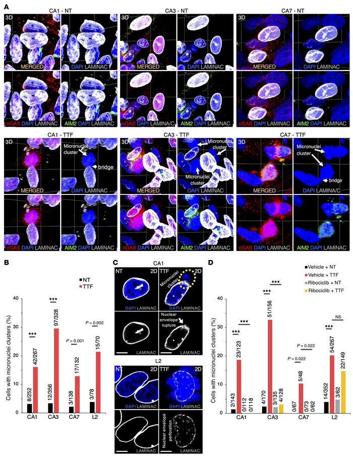 TTFields-induced cytosolic micronuclei clusters recruit cGAS and AIM2 in...