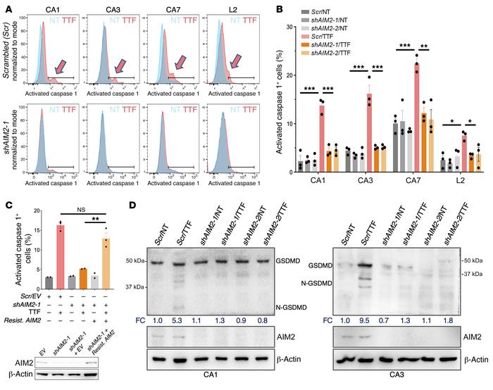 TTFields activate the AIM2/caspase 1 inflammasome in GSCs.
(See Suppleme...