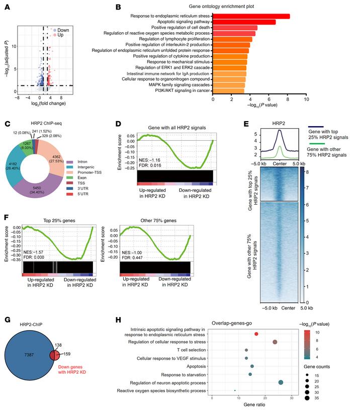 Transcriptomic analysis reveals HRP2 to be a negative regulator of ER st...