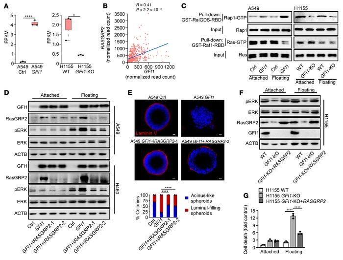 GFI1 activates the ERK pathway by upregulating RasGRP2.
(A) Expression l...