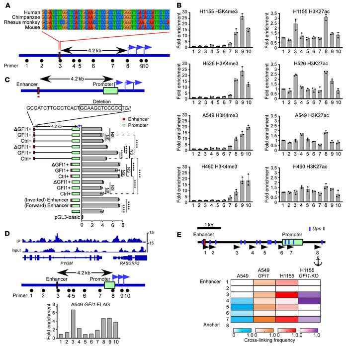 GFI1 establishes the interaction between the enhancer and promoter of RA...