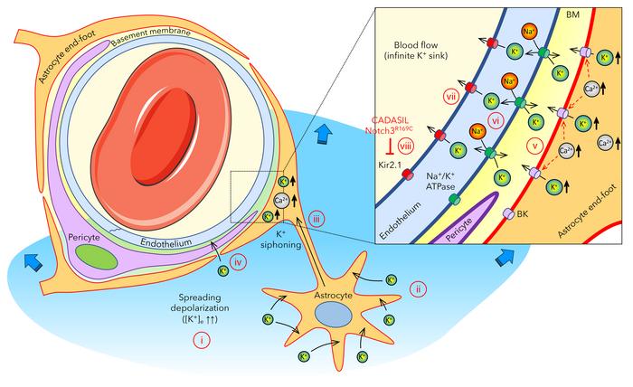 Proposed gliovascular mechanism of extracellular K+ regulation when loca...