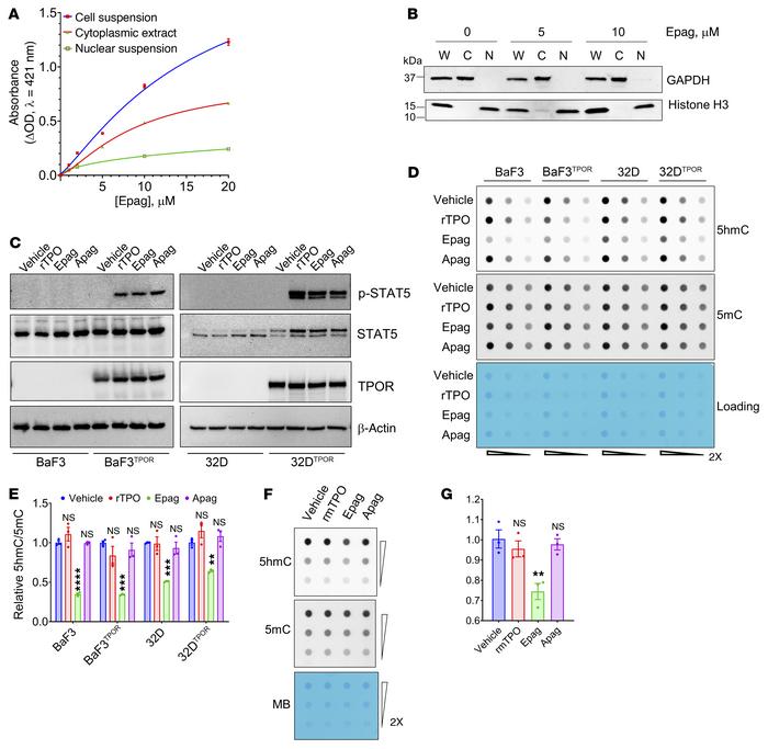 Epag inhibits TET dioxygenases in cells independent of TPOR.
(A) Distrib...