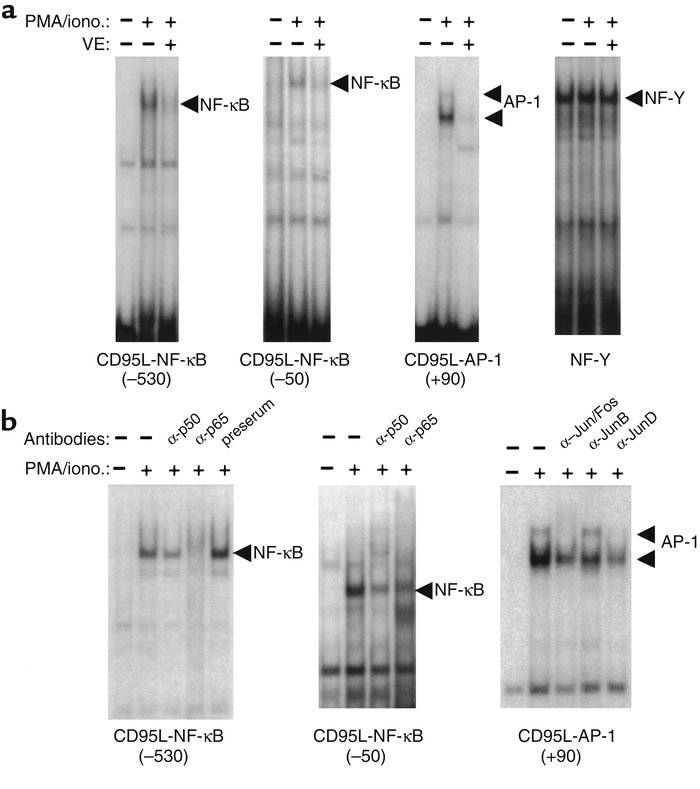 Vitamin E blocks binding of NF-κB and AP-1 to the CD95L promoter target ...