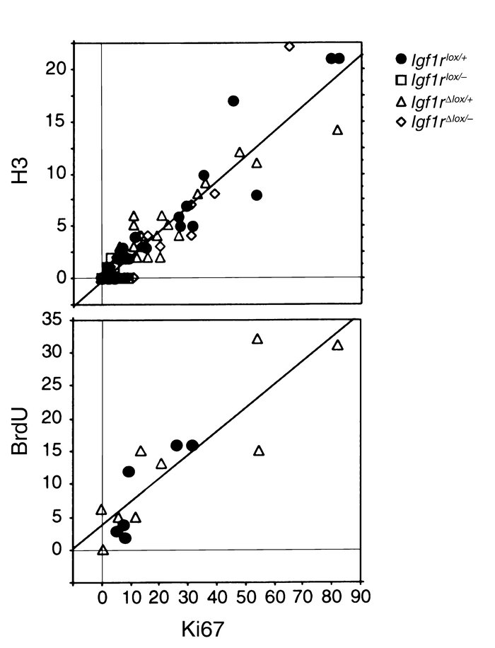 Ki67, histone H3, and BrdU labeling of β cells. Adjacent 4-μm-thick panc...