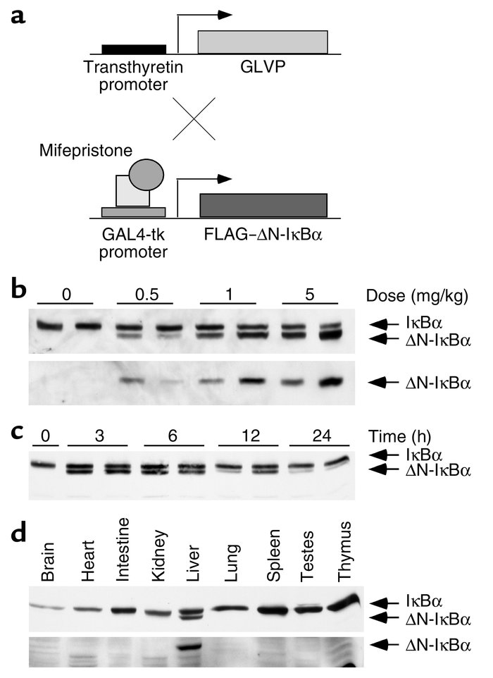 Induced expression of ΔN-IκBα in double-transgenic mice injected with mi...