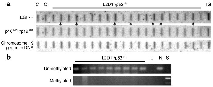 (a) Slot blots of mouse EGF-R cDNA, exon 1α fragment for p16INK4a/p19ARF...