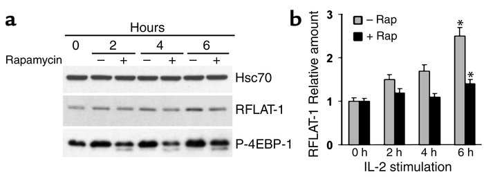 Rapamycin inhibits RFLAT-1 protein expression. (a and b) A CD8+ cell lin...