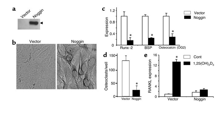 Effects of overexpression of noggin in U-33 cells. Overexpression of nog...