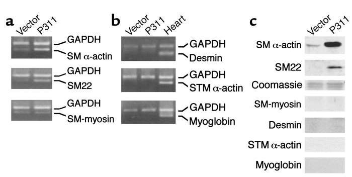 Transfection of P311 into NIH 3T3 cells stimulates expression of SM α-ac...