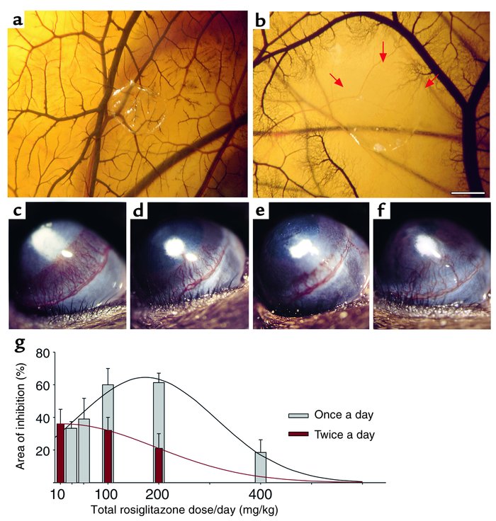 PPARγ ligands inhibit in vivo angiogenesis in the CAM and bFGF-induced c...