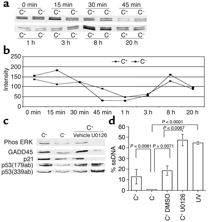 ERK regulates p21 and GADD45 following sublytic C5b-9 attack. (a) Phosph...