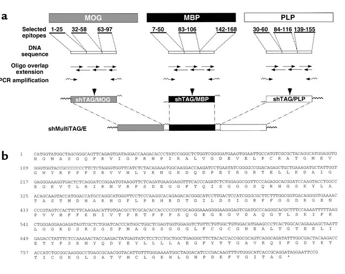 Generation of shMultiTAG/E coding for hmTAP. (a) Scheme for the construc...