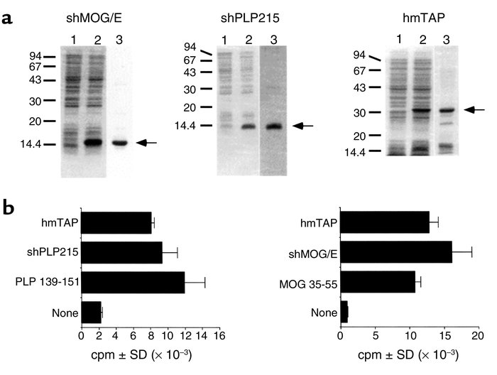 Bacterial expression and purification of shMOG/E, shPLP215, and hmTAP, a...