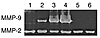 Replication-defective HSV mutants fail to produce MMP-9. BALB/c mice were i