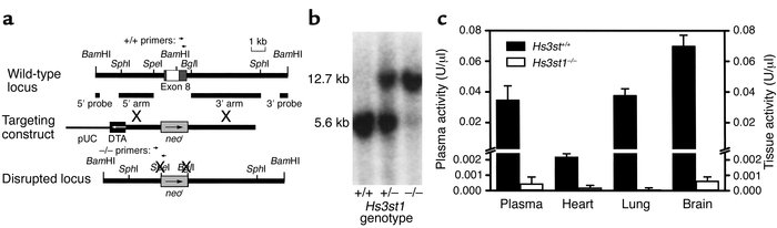 Disruption of the mouse Hs3st1 locus. (a) Gene-targeting strategy. Exon ...