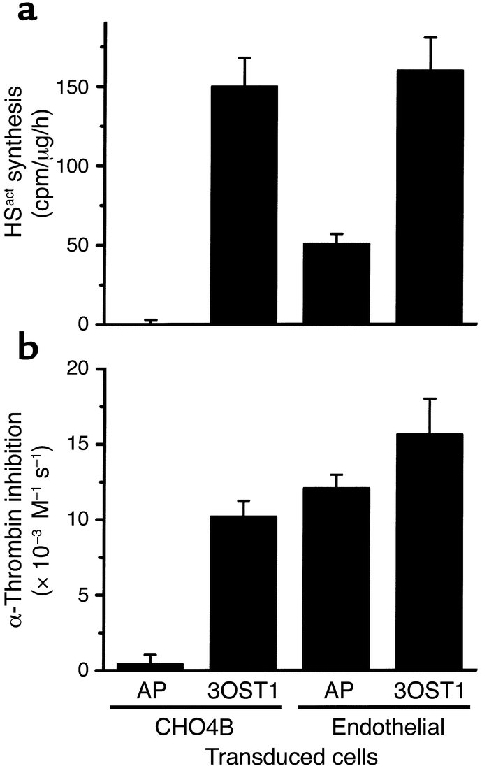 Overproduction of HSact in endothelial cells does not augment cell surfa...