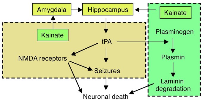 Hypothetical and simplified distinction between tPA-mediated seizures an...