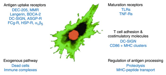 Some specializations of DCs for vaccine capture, MHC-peptide complex for...