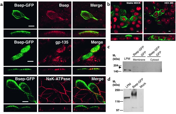 Expression of Bsep-GFP in MDCK cells and HEK 293 cells. (a) After transi...
