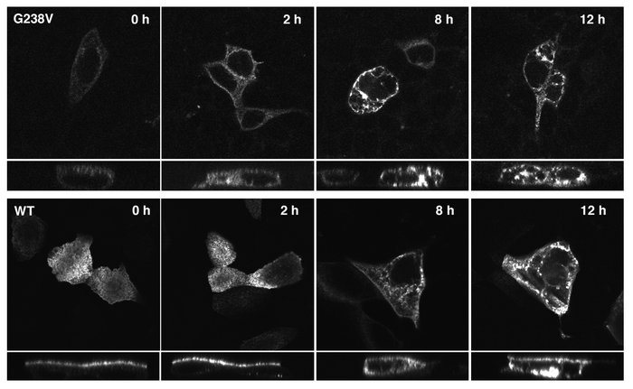 G238V is degraded by proteasomes in MDCK cells. MDCK cells were transien...