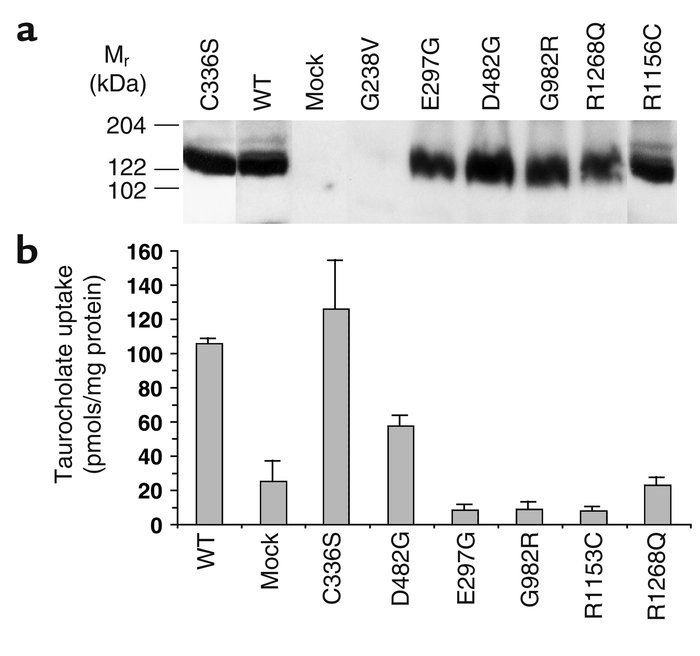 PFIC II mutations exhibit heterogeneous effects on Bsep taurocholate tra...