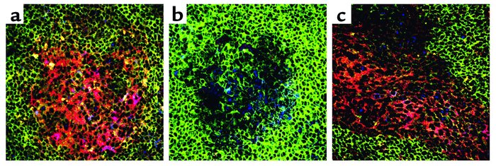 Confocal analysis of splenic GCs. Spleens from untreated (a), treated (8...