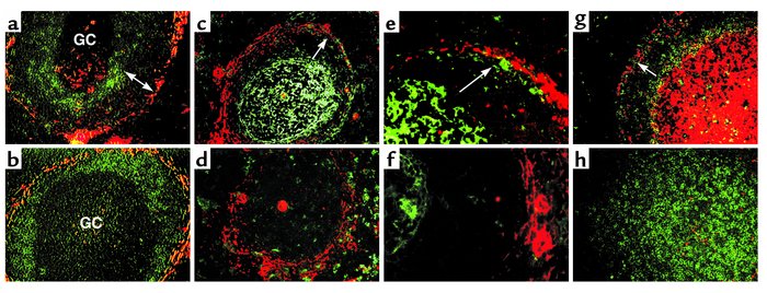 LTβR-Ig treatment results in changes in the splenic MZ. Spleens from unt...