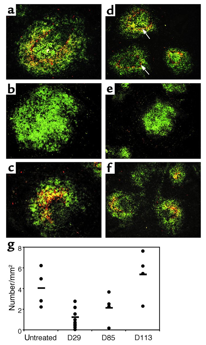 FDC function is impaired in animals treated with LTβR-Ig, and FDCs recov...