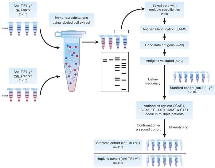 Flow diagram for autoantigen identification, validation, and phenotype a...