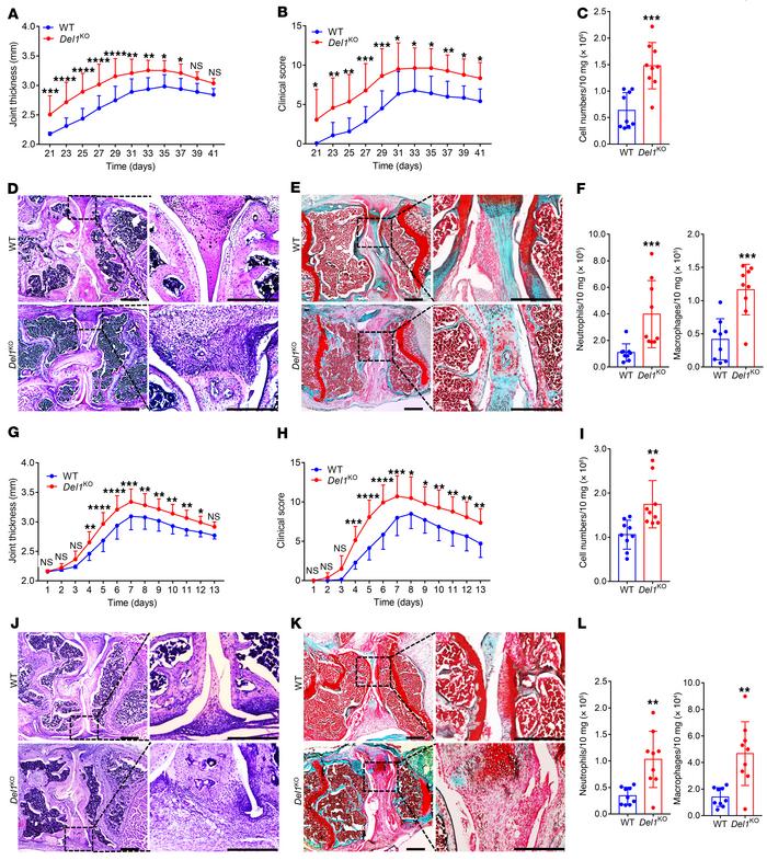 
Del1-KO mice are more susceptible to CIA and CAIA relative to WT litter...