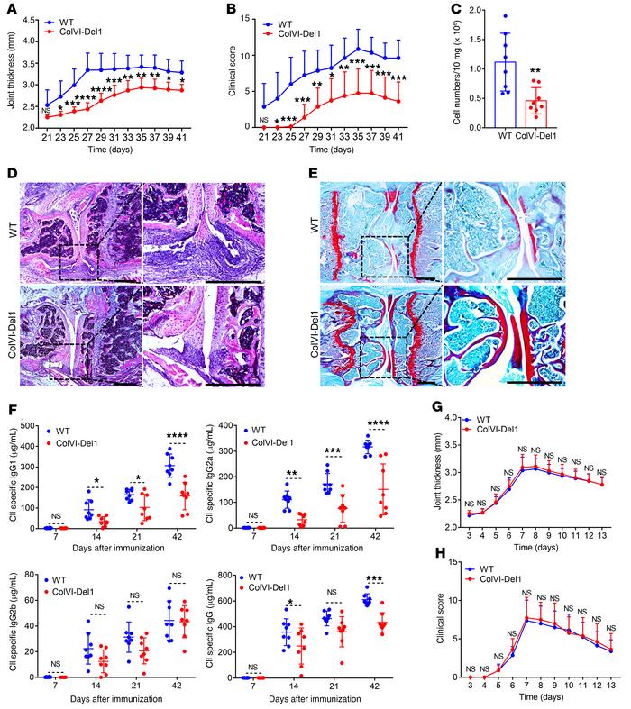 ColVI-Del1 mice are protected from CIA but not CAIA compared with WT lit...