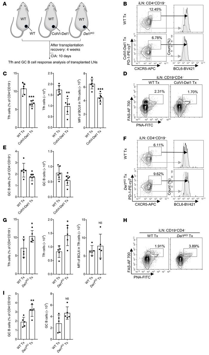 Lymph node stromal cell–derived DEL-1 inhibits Tfh and GC–B cell respons...