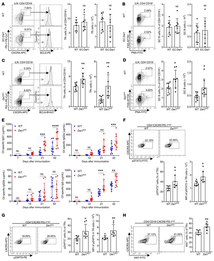 Tfh and GC–B cell responses in inguinal LNs upon CIA in EC-Del1 and Del1...