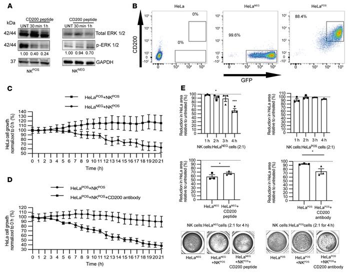 CD200 blocks NK cell killing.
(A) NKPOS and NKNEG cells were stimulated ...